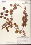 Crataegus
