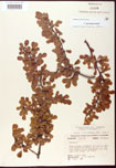 000007226-thumbnail.jpg