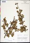 Crataegus