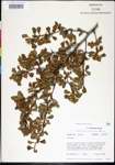 Crataegus