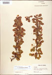 000007339-thumbnail.jpg