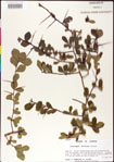 000007446-thumbnail.jpg