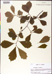 000007453-thumbnail.jpg