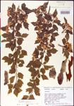 000007465-thumbnail.jpg