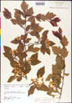 000007468-thumbnail.jpg