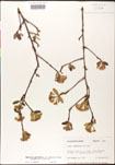 Aronia