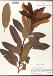 000007539-thumbnail.jpg