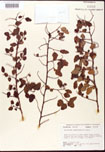 000007547-thumbnail.jpg