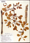 000007559-thumbnail.jpg