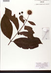 000007590-thumbnail.jpg