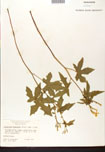 000007591-thumbnail.jpg