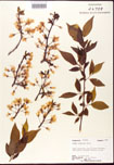 Prunus