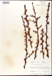 Prunus