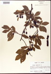 000007706-thumbnail.jpg