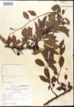 000007714-thumbnail.jpg