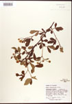 000007854-thumbnail.jpg