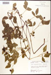 000007892-thumbnail.jpg