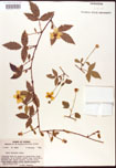 000007906-thumbnail.jpg