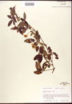 000007918-thumbnail.jpg
