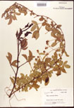 000007927-thumbnail.jpg