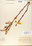 000007973-thumbnail.jpg