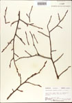 000007981-thumbnail.jpg