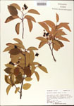 000007984-thumbnail.jpg
