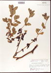 Acanthospermum