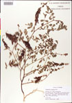000008833-thumbnail.jpg