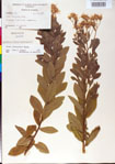 Oclemena
