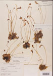 000009261-thumbnail.jpg