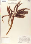 000009269-thumbnail.jpg