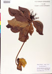 000009276-thumbnail.jpg