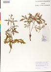 000009278-thumbnail.jpg
