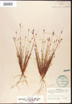 Bulbostylis