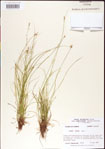 Carex