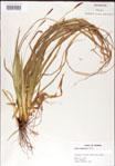 Carex