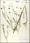 Bidens