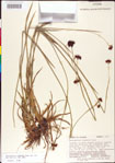 000011157-thumbnail.jpg