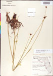 000011158-thumbnail.jpg