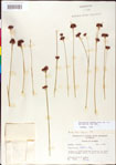 000011163-thumbnail.jpg