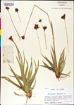 000011171-thumbnail.jpg
