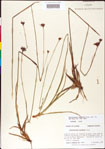 000011176-thumbnail.jpg