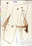 000011177-thumbnail.jpg