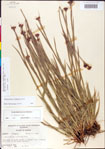 000011181-thumbnail.jpg