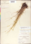 Rhynchospora