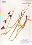 000011205-thumbnail.jpg