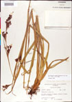 000011209-thumbnail.jpg