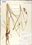 000011213-thumbnail.jpg