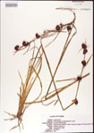 000011246-thumbnail.jpg